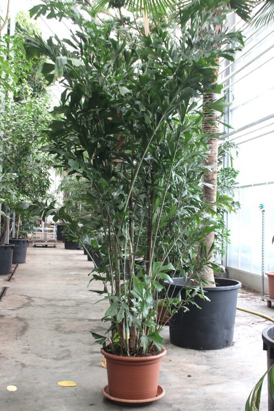 Caryota mitis, D 60