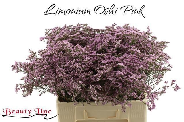 Лимониум Сафора Оши Пинк 60, шт.