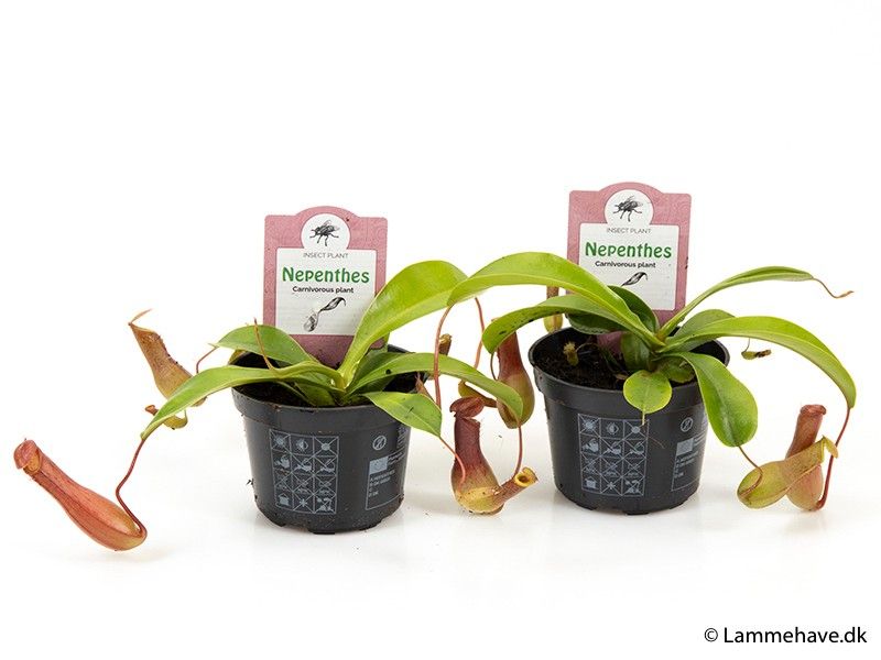 NEPENTHES ALATA 143, D 9