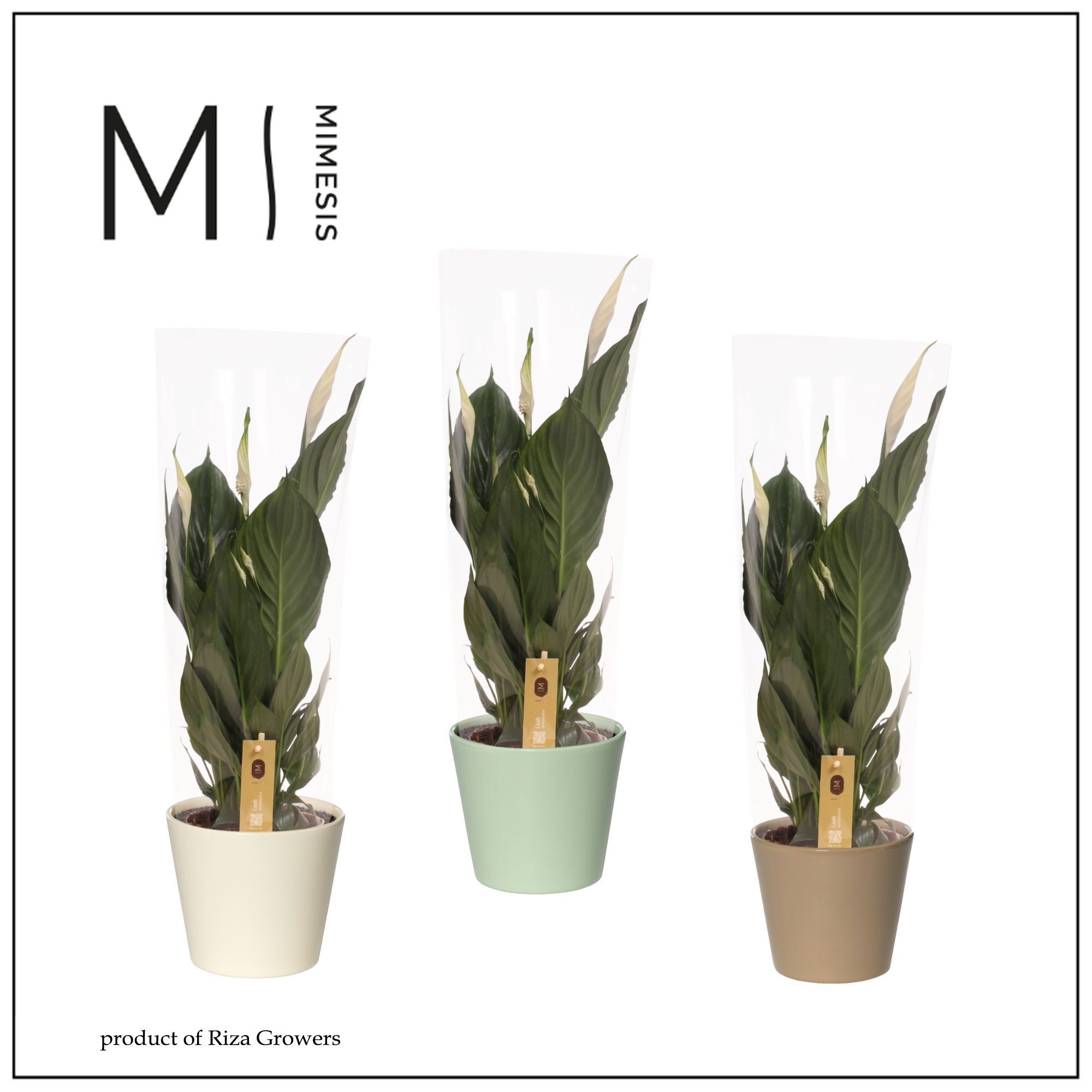 Mimesis Spathiphyllum Pico Cupido - 13 cm in Amanda, D 13