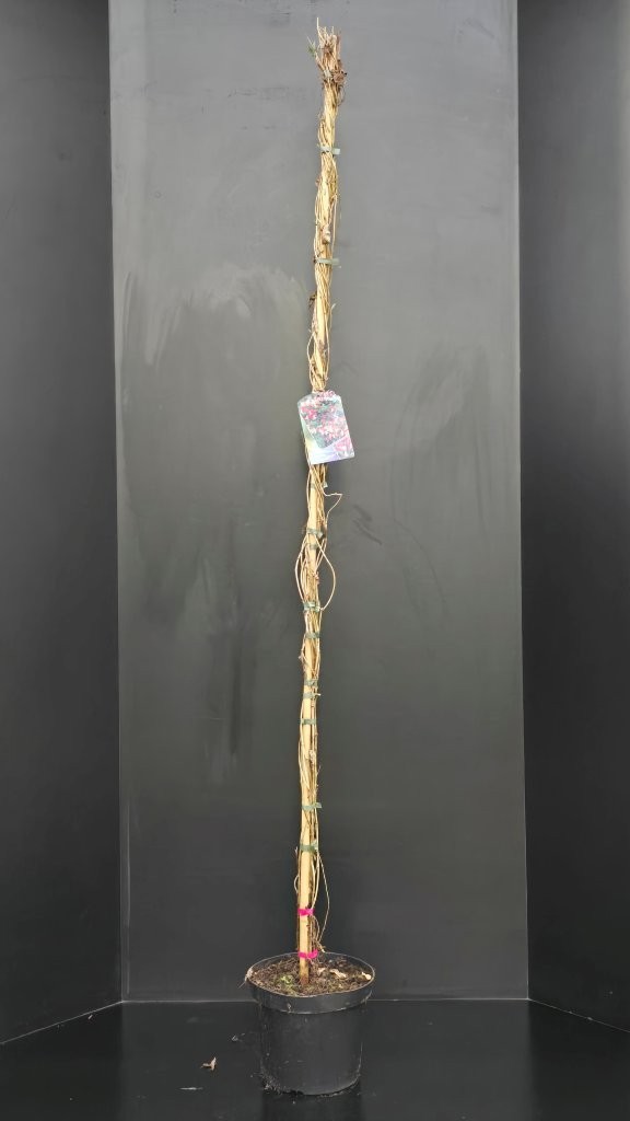 Lonicera periclymenum Serotina, D 26