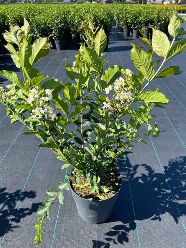 Lagerstroemia 'Natchez', wit, D 29