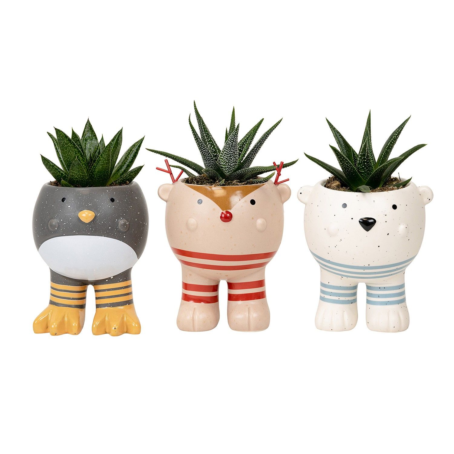 Santa's Helpers with Succulent mix, D 6