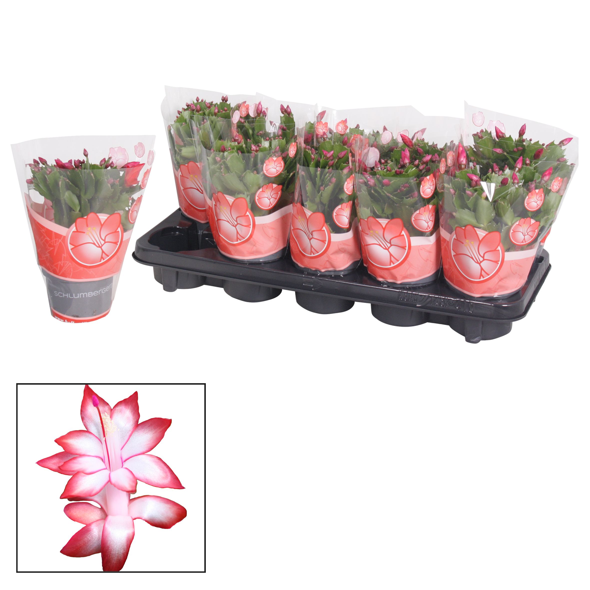 Schlumbergera - 10,5 cm - Red (Exotic), D 10,5