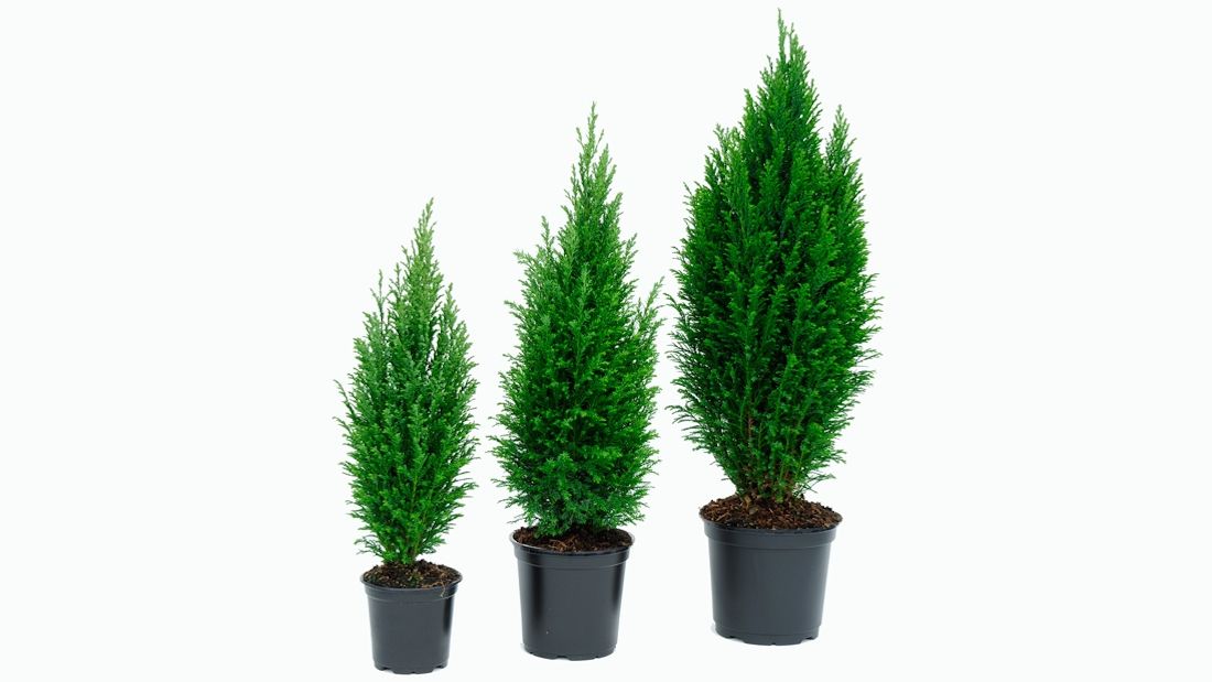 427 LDW : P17 Chamaecyparis Ellwoodii, D 17