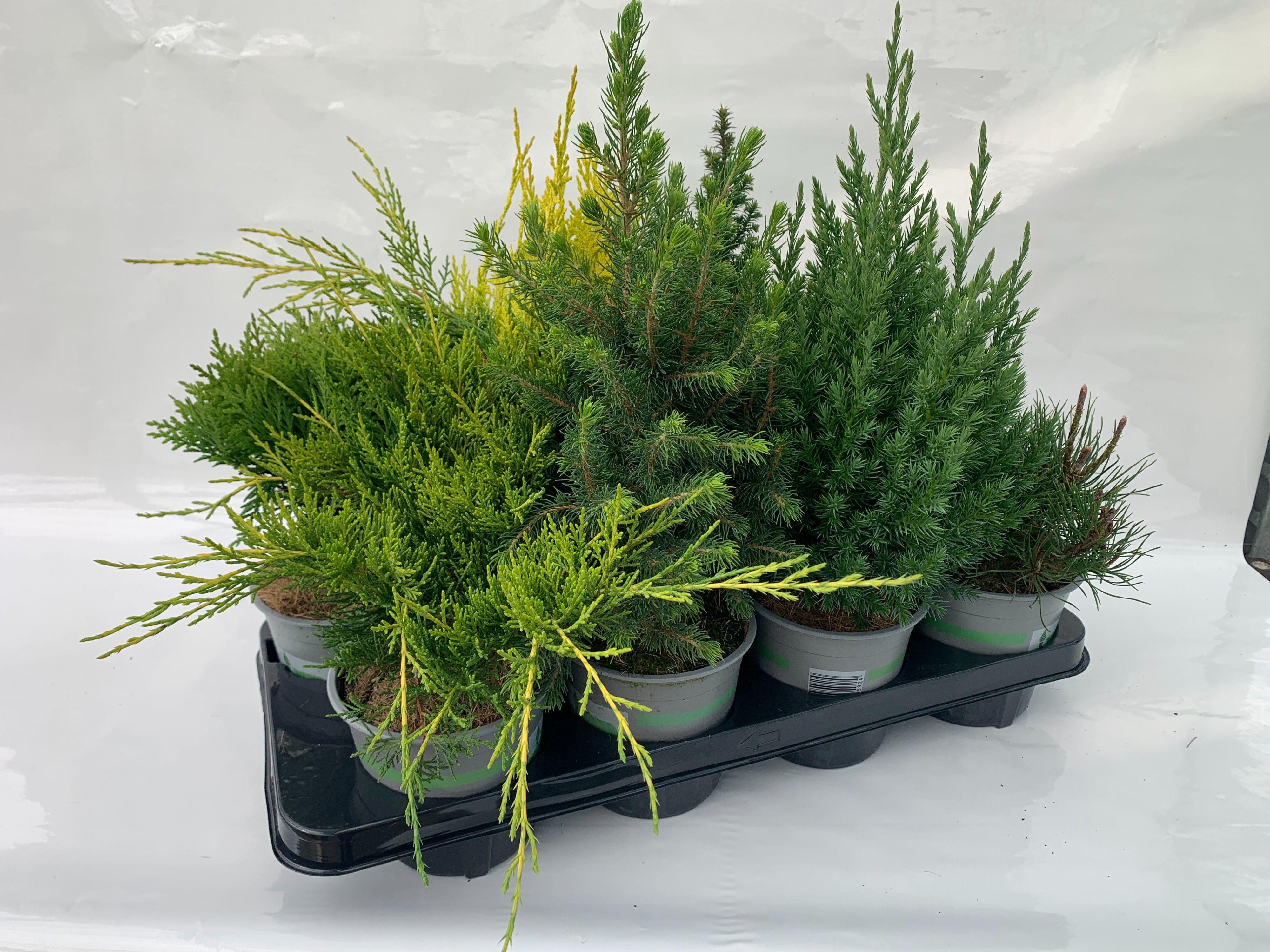 coniferen Luxe mix, D 13