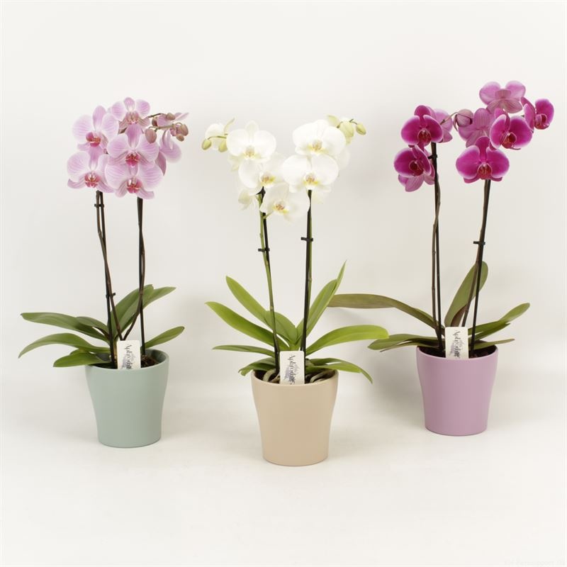 Phalaenopsis gemengd 2 tak gemengd shorty in Moederdag keramiek, D 12