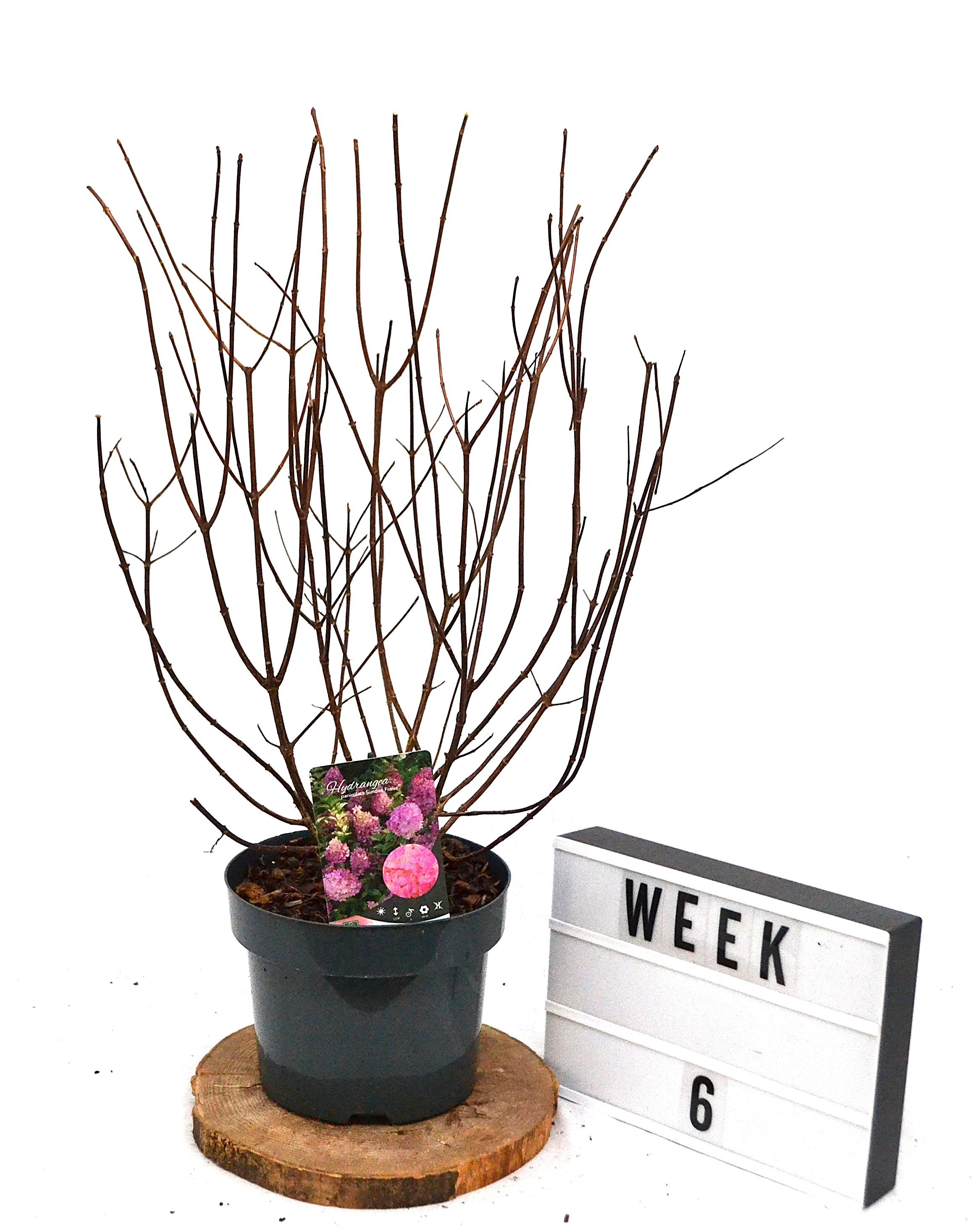 Hydrangea paniculata Sundae Fraise C5, D 23