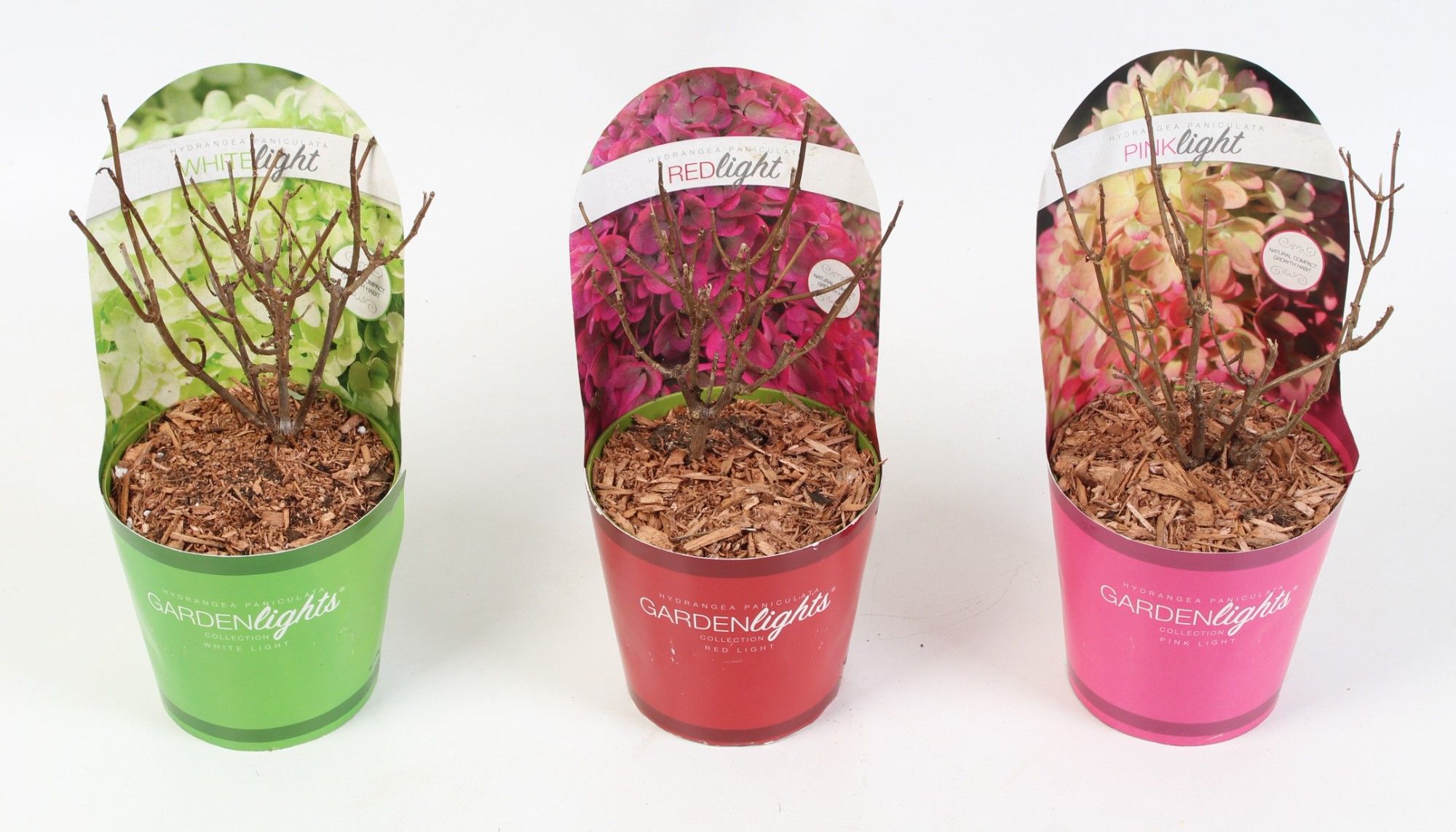 Hydrangea Paniculata 17 cm (Gardenlight Mix) in Potcover, D 17