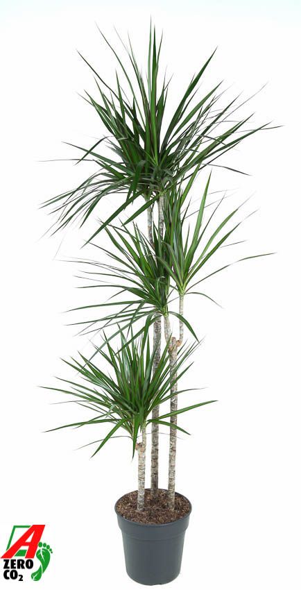 Dracaena Marginata 90-60-30, D 24