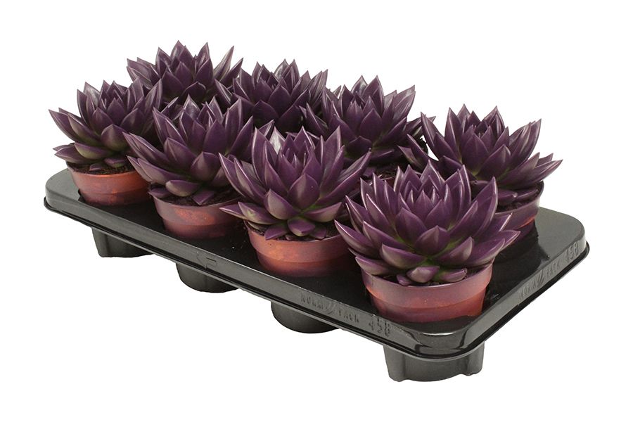 Miranda coloured dark purple, D 12