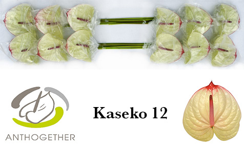 Антуриум Касеко (бел.-роз.) x12, шт.