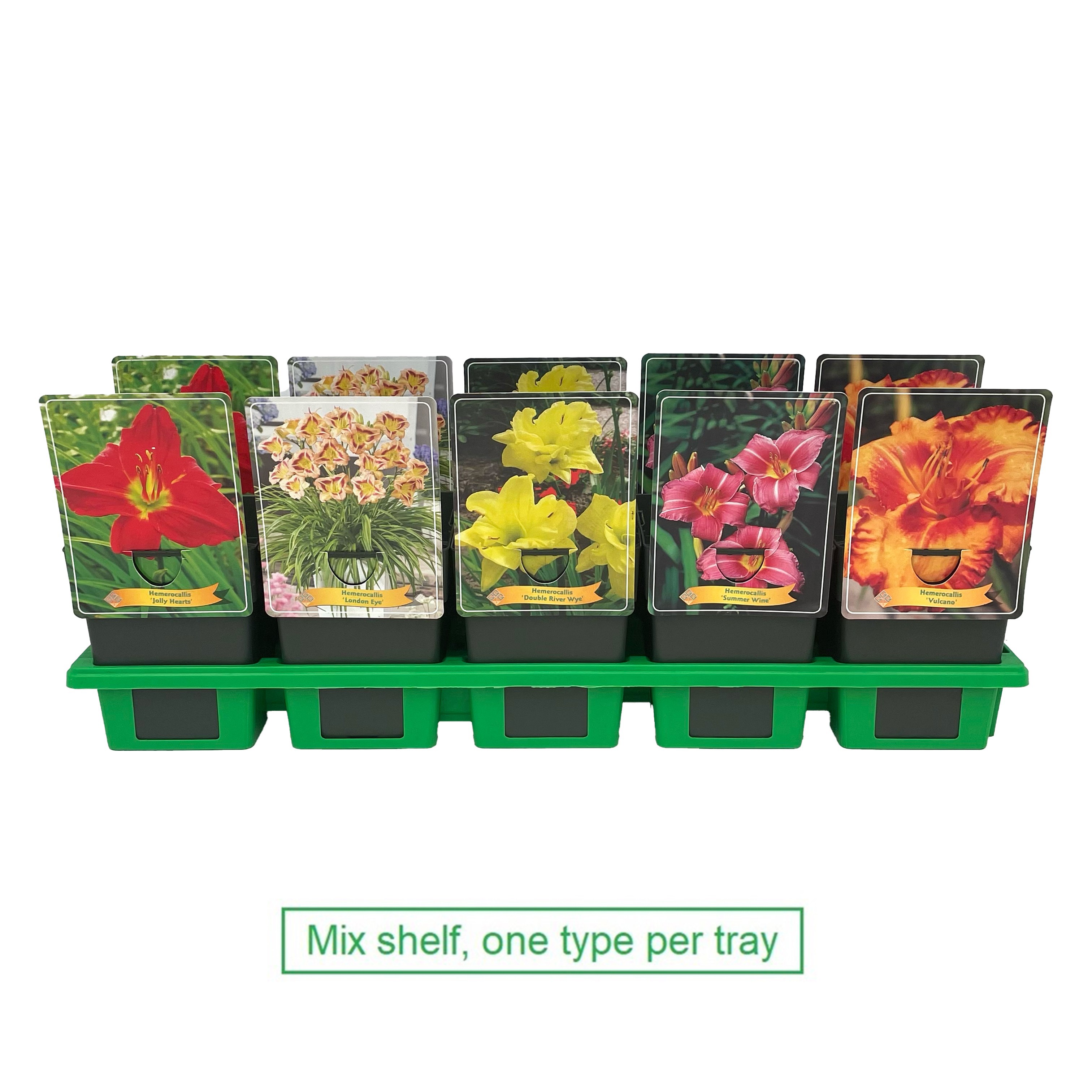 Hemerocallis mix laag P11, D 11