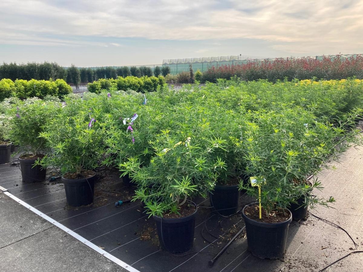 Choisya 'Aztec Pearl', D 40