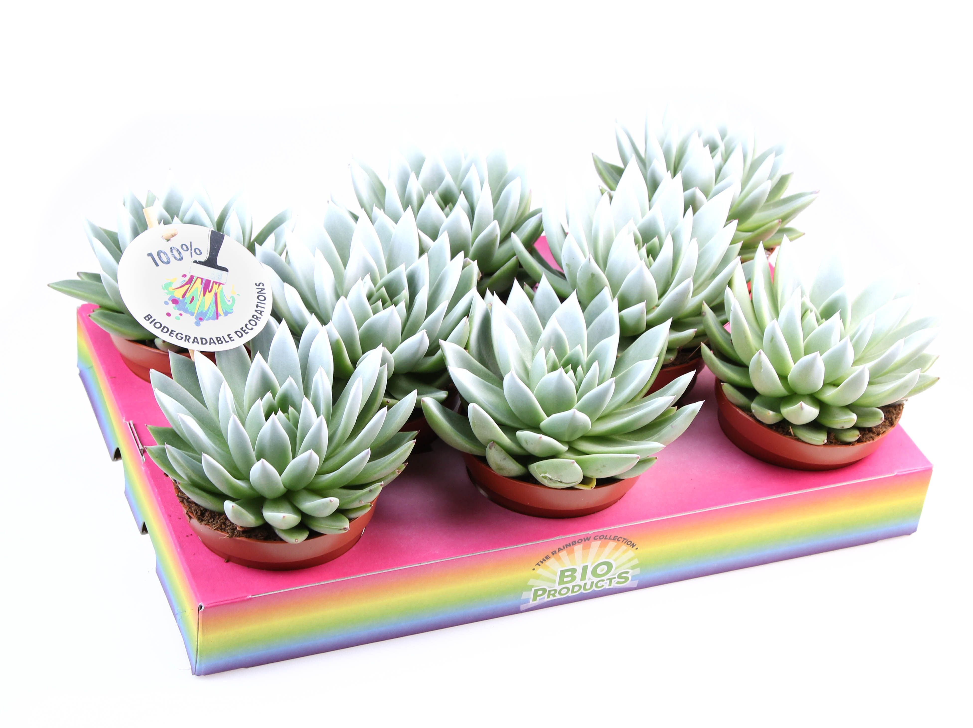 Miranda white tips, D 10,5