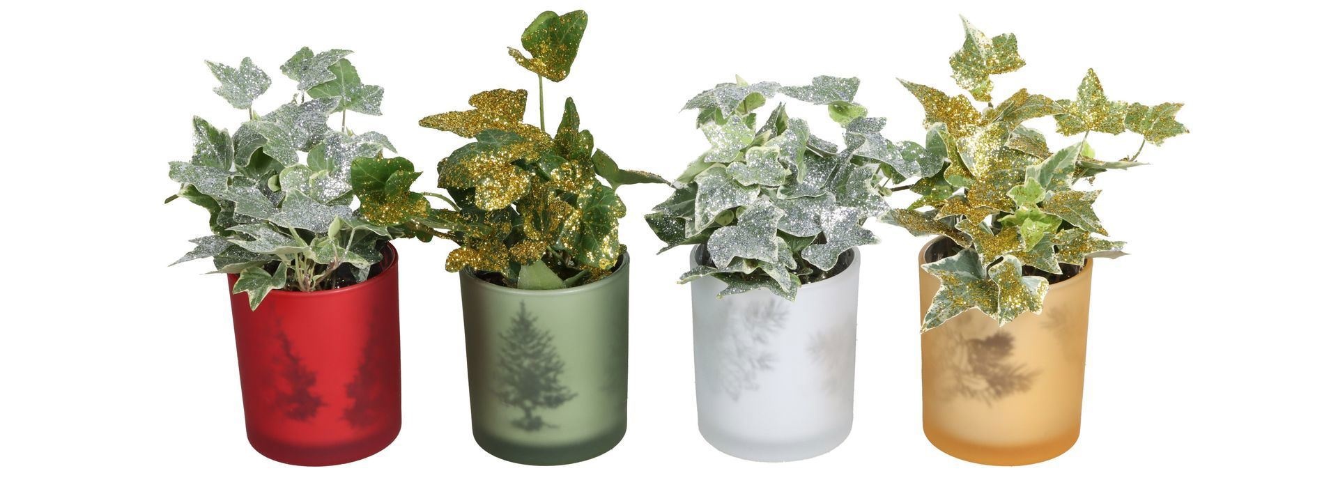 L 67431 With Hedera Helix Mix Glitter 6 cm, D 6