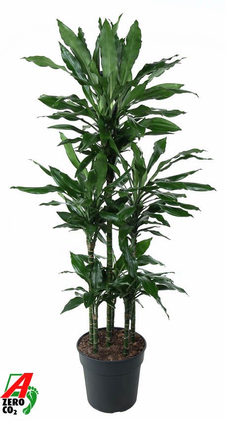 Dracaena Janet Lind 90-carrousel, D 31