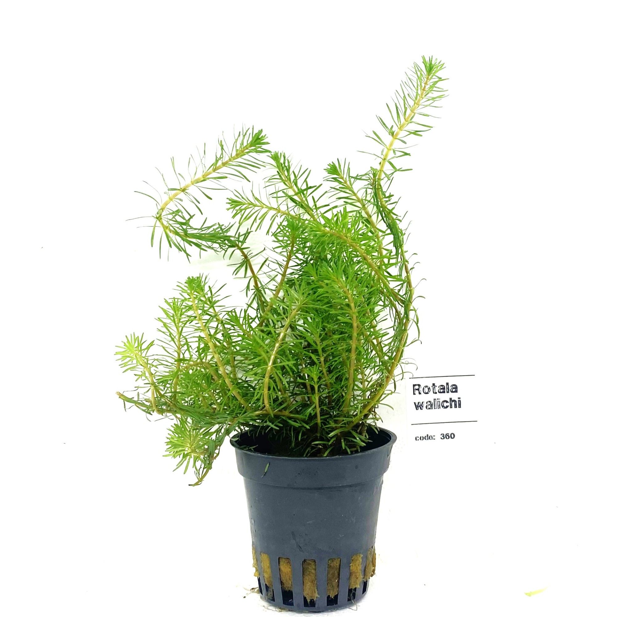 Rotala walichii, D 5