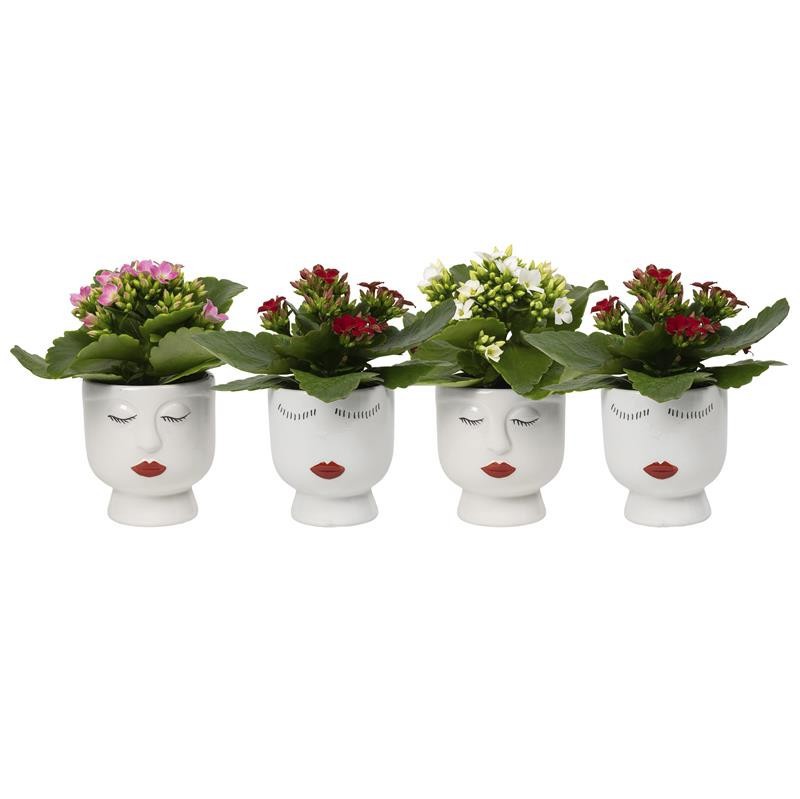 VALENTIJN CERAMIC 2026 KALANCHOE BLOSSFELDIANA, D 6