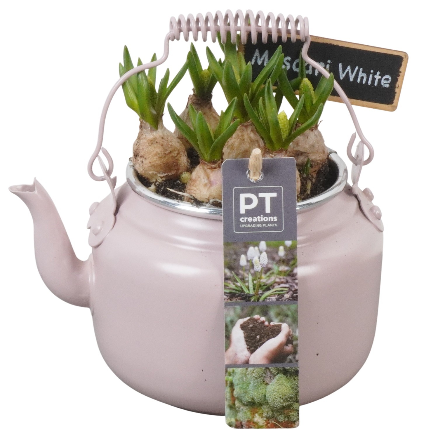 PTWMB8114 Arrangement Muscari White in metalen pot, D 10