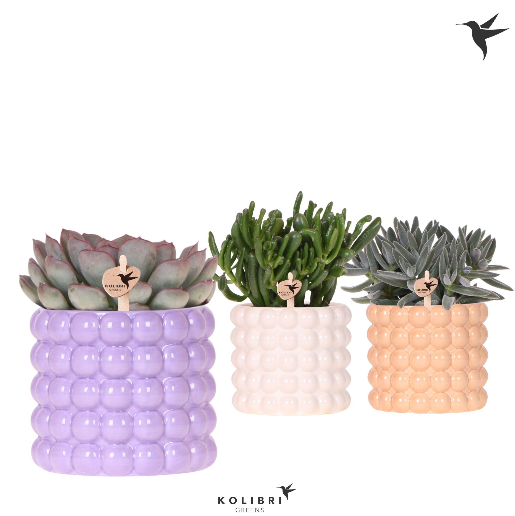 Kolibri Greens Succulenten mix in Poppy pot mix, D 12