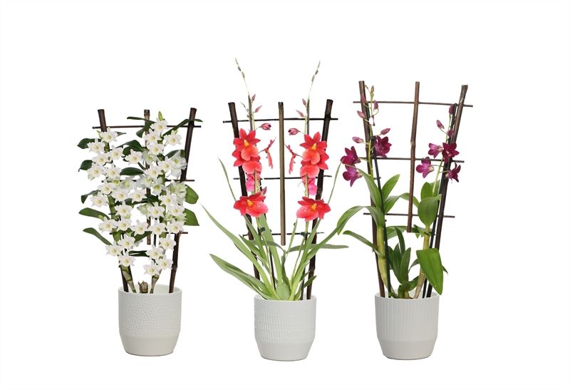 Tirza p12 vanille mix Orchideeen mix 2T op rek, D 12