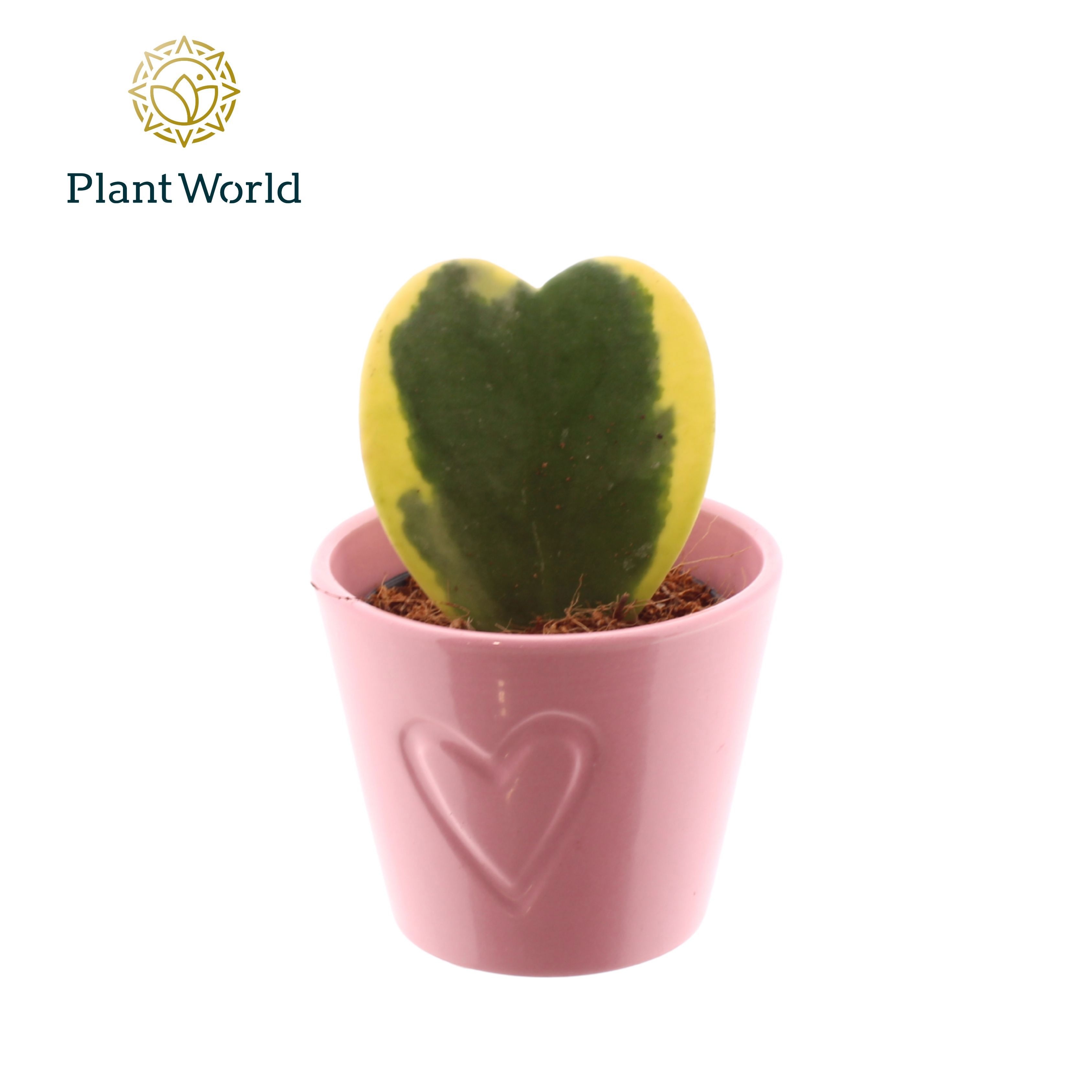 Hoya kerrii Bont met keramiek Boston roze, D 7