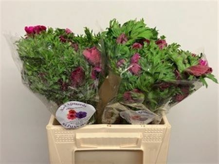 Анемон Галил Перпл 35 (фиолет.), шт.