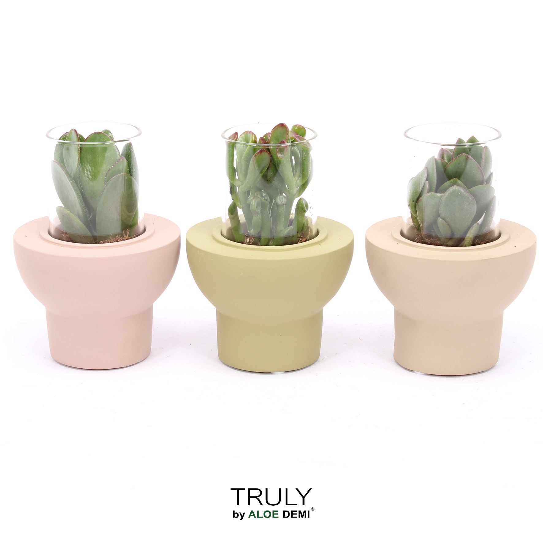 TRULY Crassula, Beaver, D 10