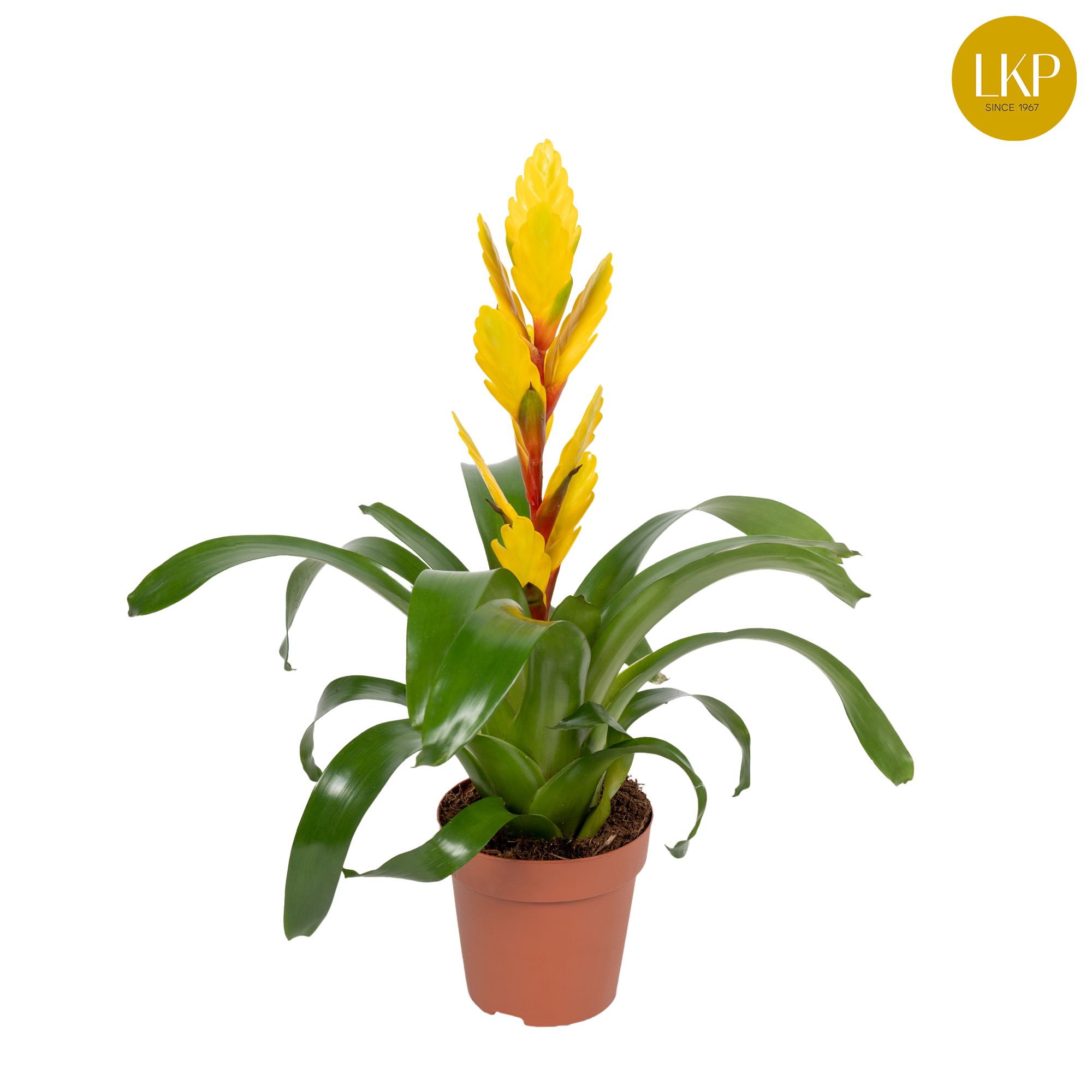 Vriesea Evita Geel (Met Hoes), D 12