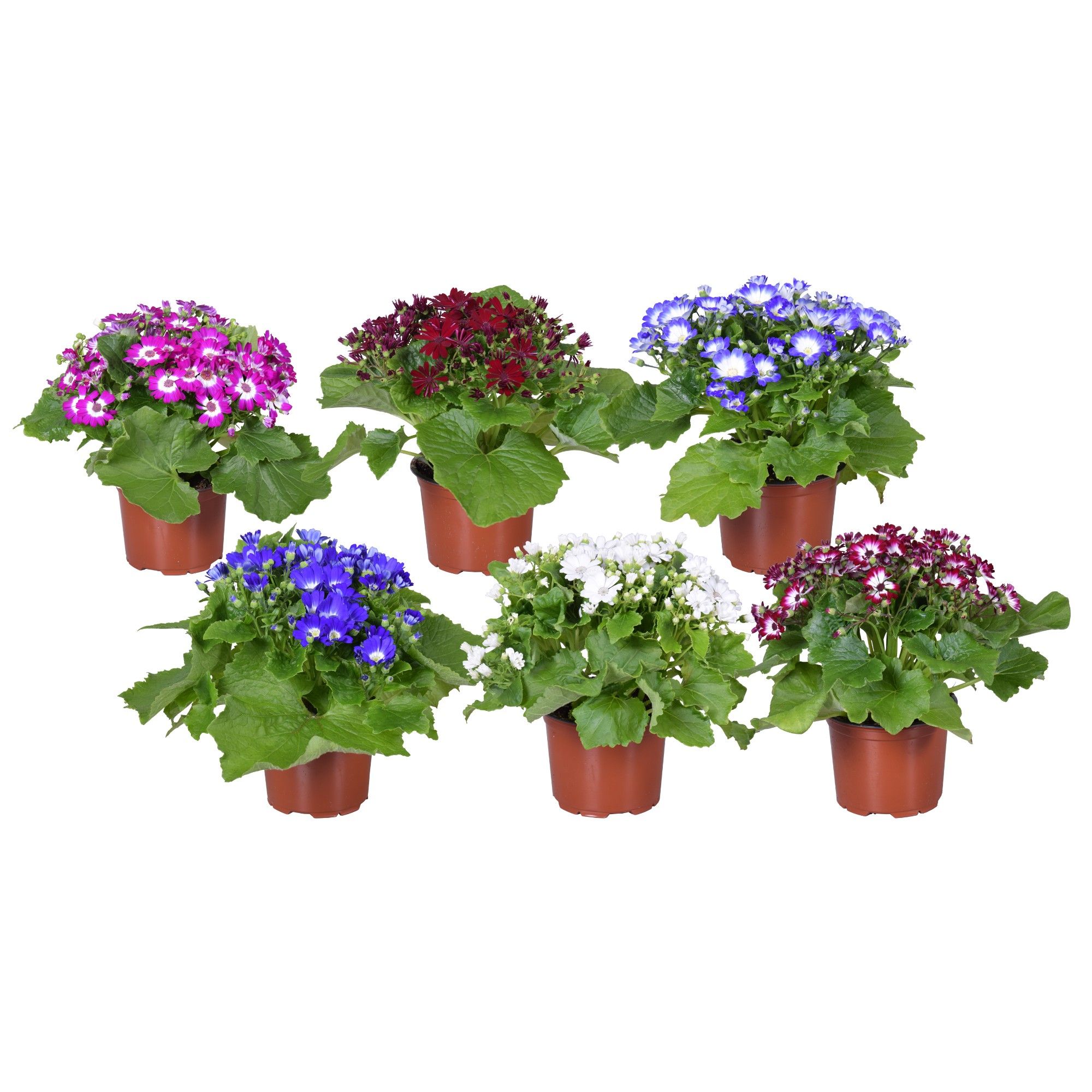 Pericallis Cruentus (Cineraria) Venezia Mix, D 13