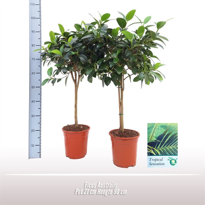 Ficus Australis op stam, D 21