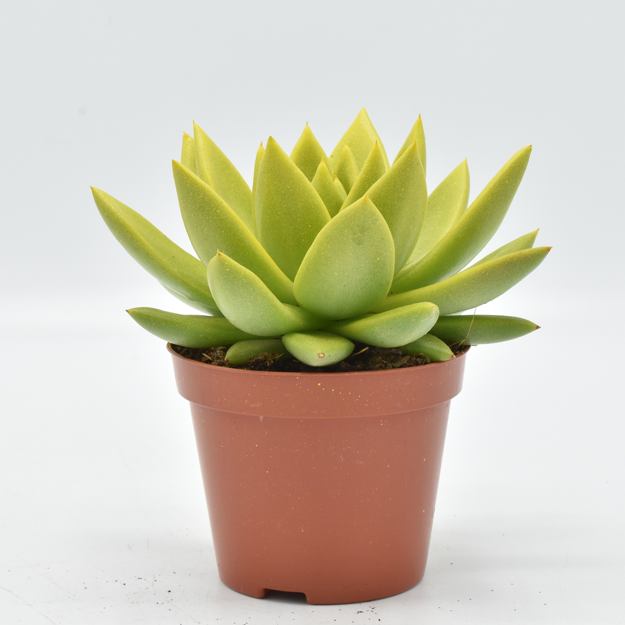 Miranda coloured yellow festival, D 8,5