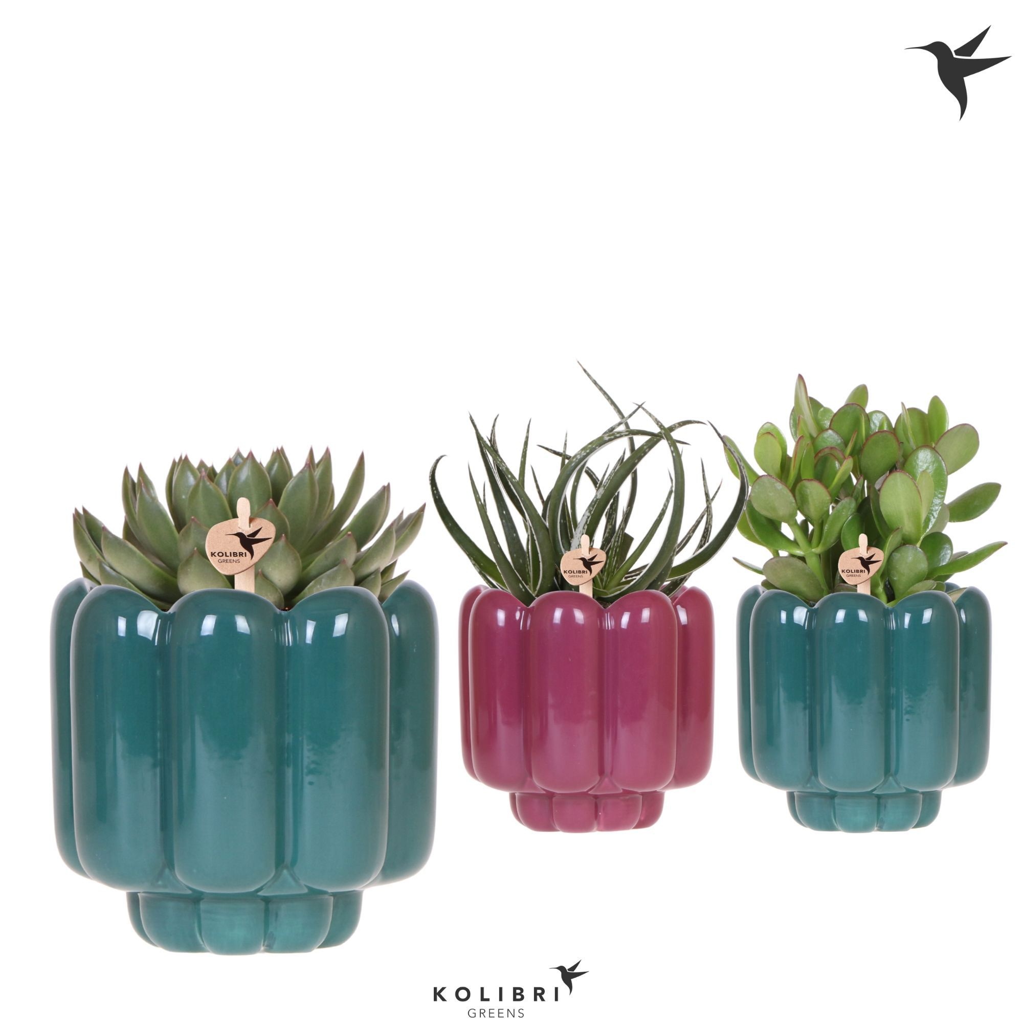 Kolibri Greens Succulenten mix in Retro pot green mix, D 12