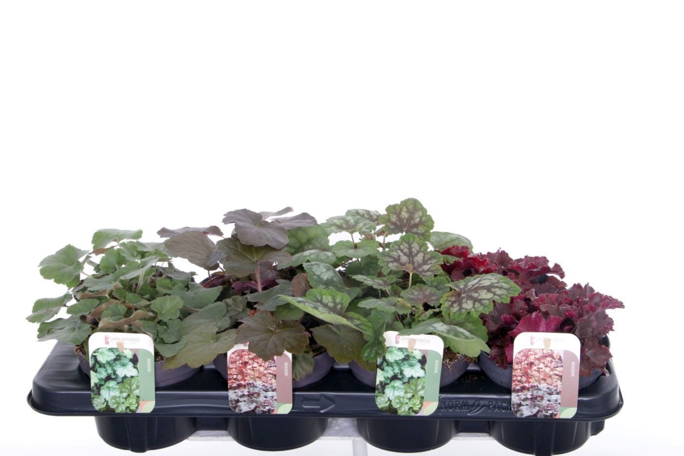 Heuchera mix, D 13