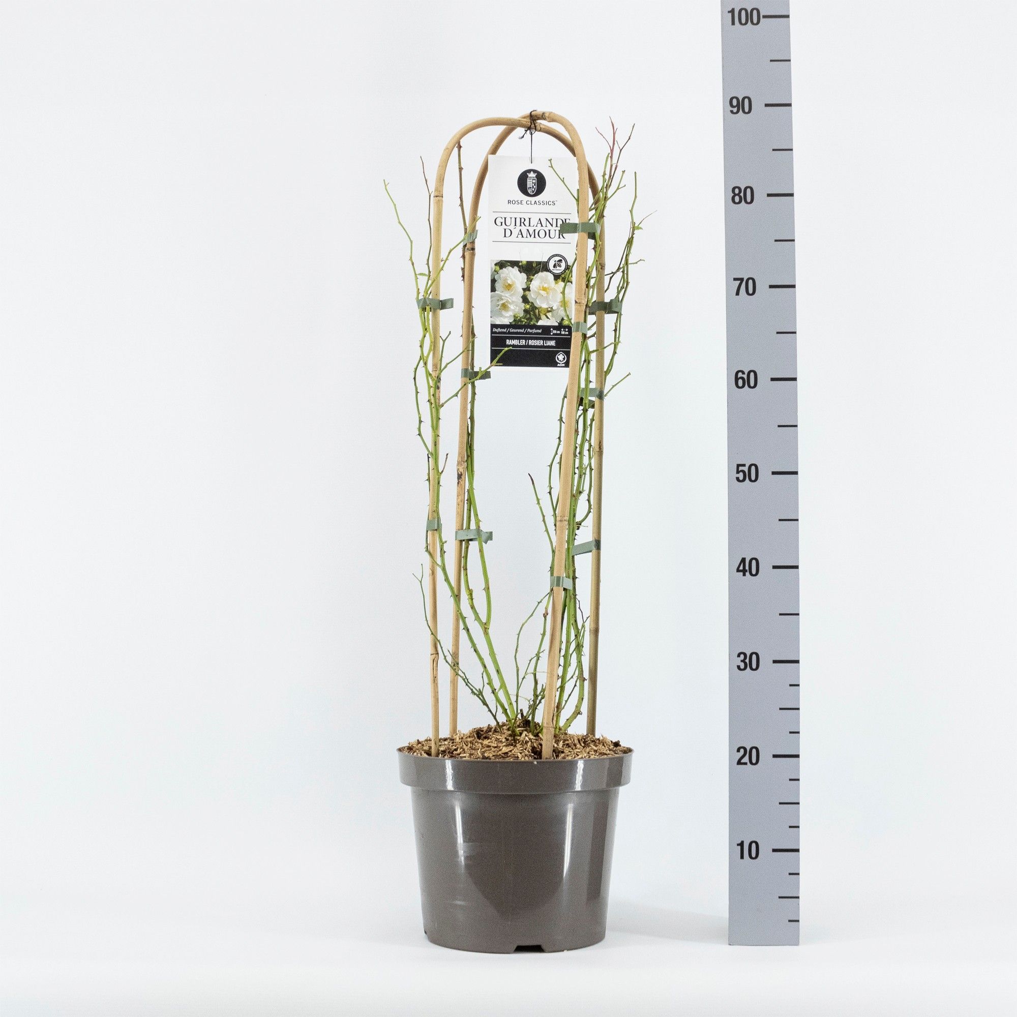 Rosa Rambler Guirlande d´Amour ®, C7.5, met bogen, D 26