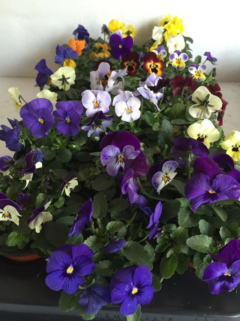 VIOLA CORNUTA-HYBRID 'PENNY', D 9