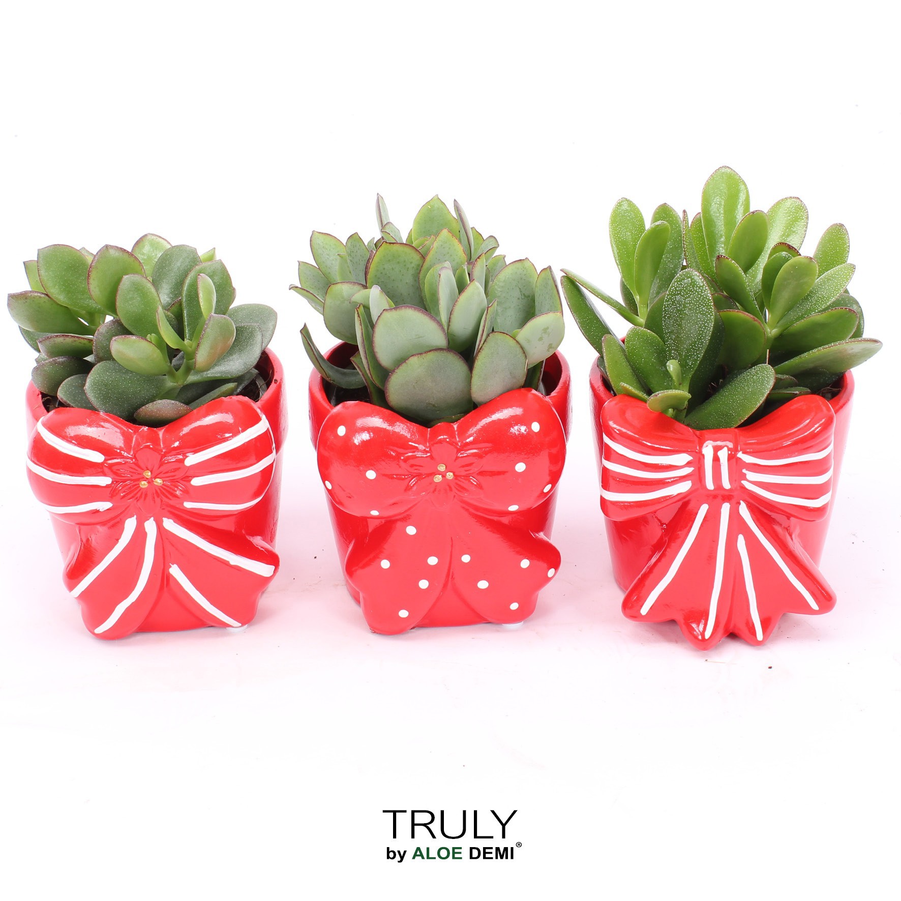 TRULY Crassula, Bow M, D 10