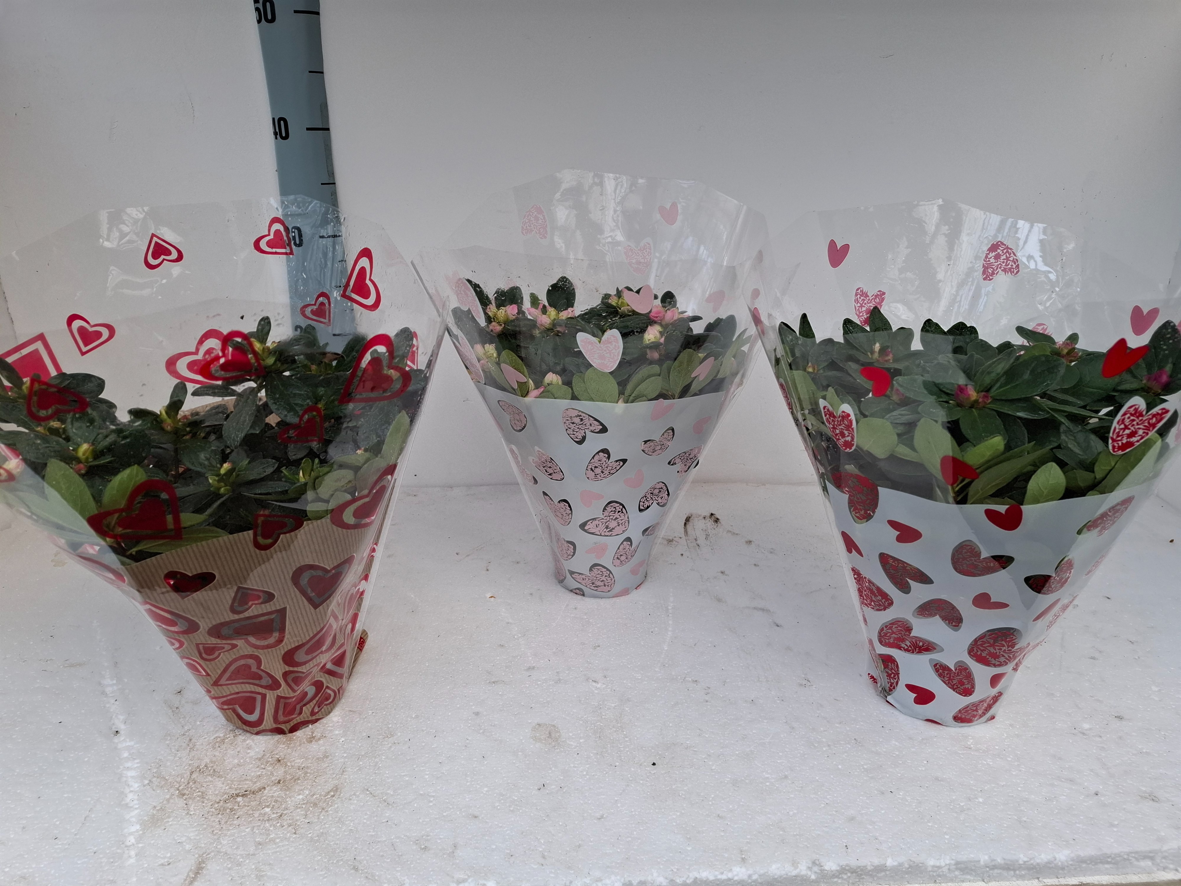 AZALEA BLOEI CUPIDON 25 CM, D 12