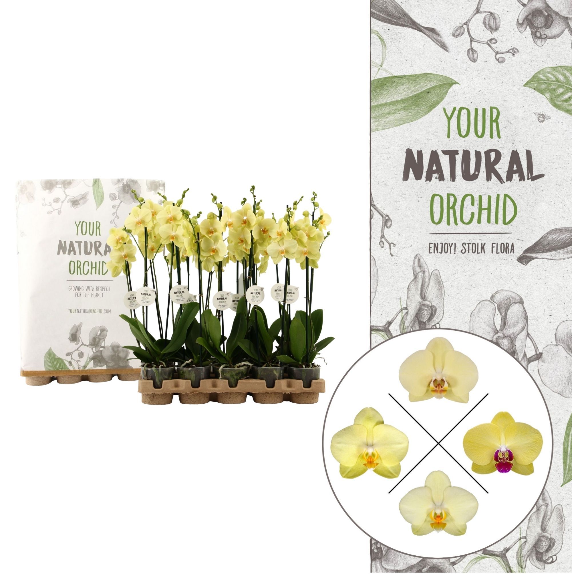 Your Natural Orchid | Eco Yellow | Phalaenopsis 2 spike, D 12
