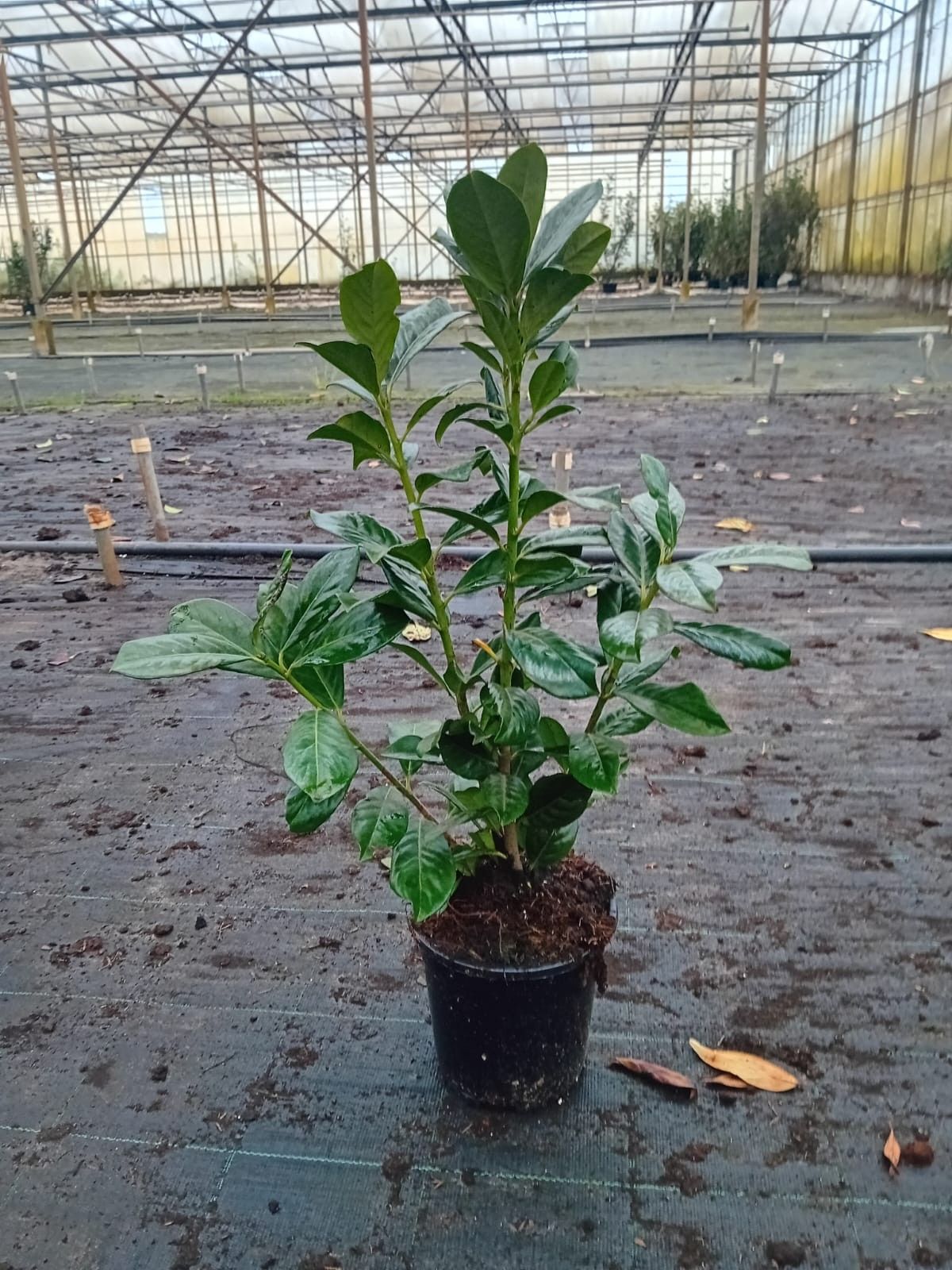 Prunus laurocerasus 'Novita', D 17