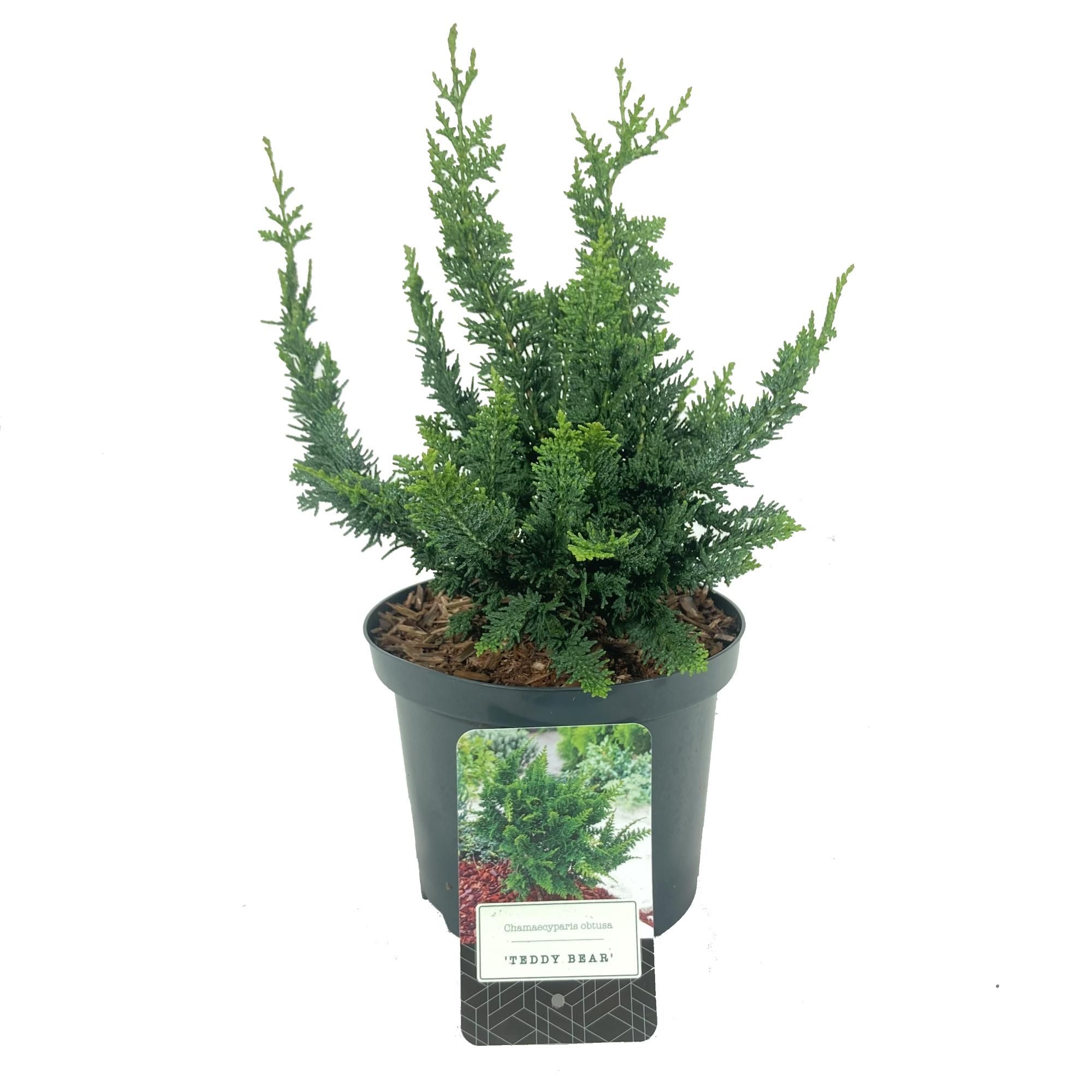Chamaecyparis obtusa 'Teddy Bear', D 18