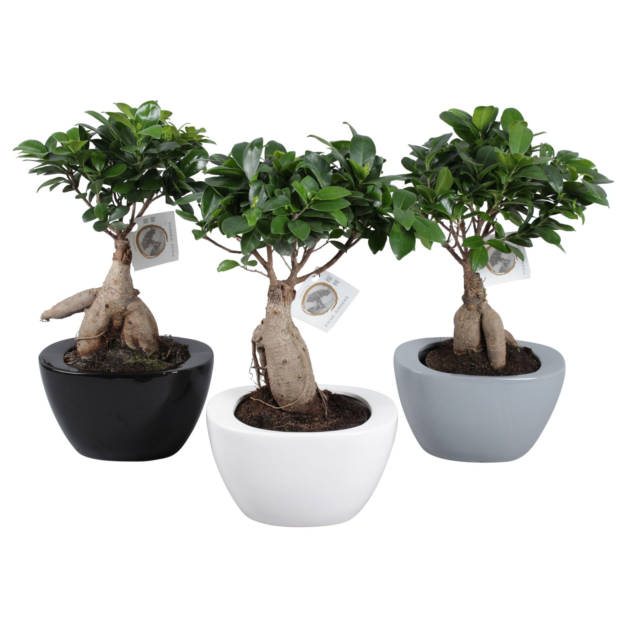 Ficus m. Ginseng pot ø15cm in ø22cm Folded pot colormix, D 22