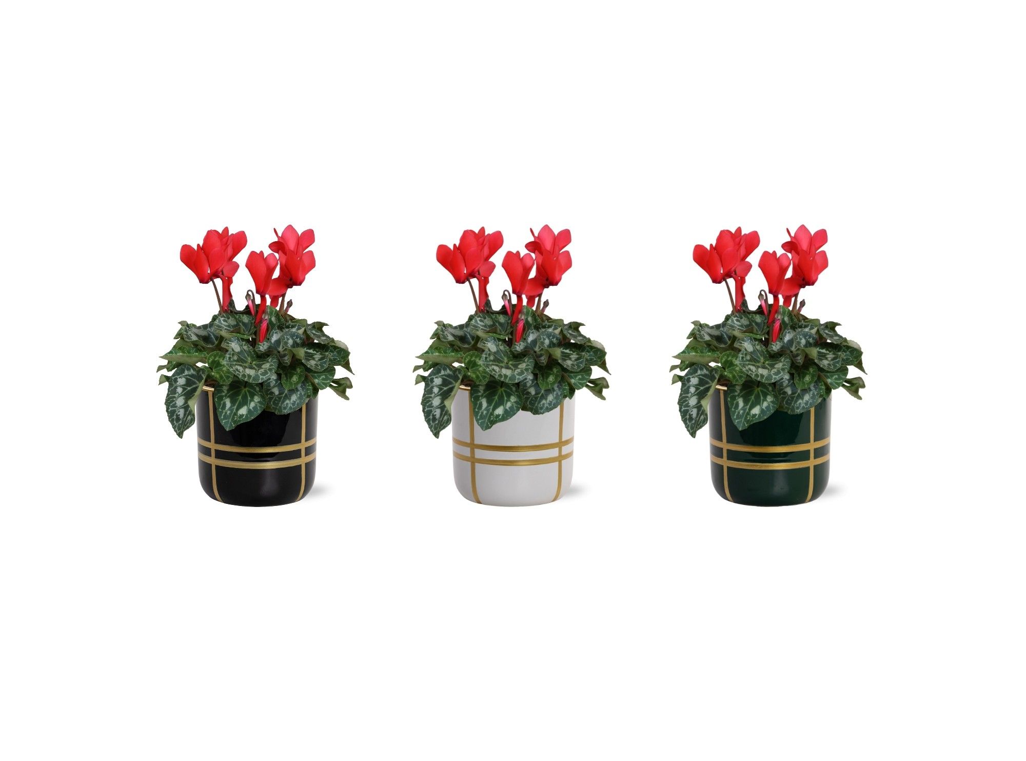 Collectie 'Bubble Collecties' - Cylcamen Rood in Lauri Keramiek, D 12