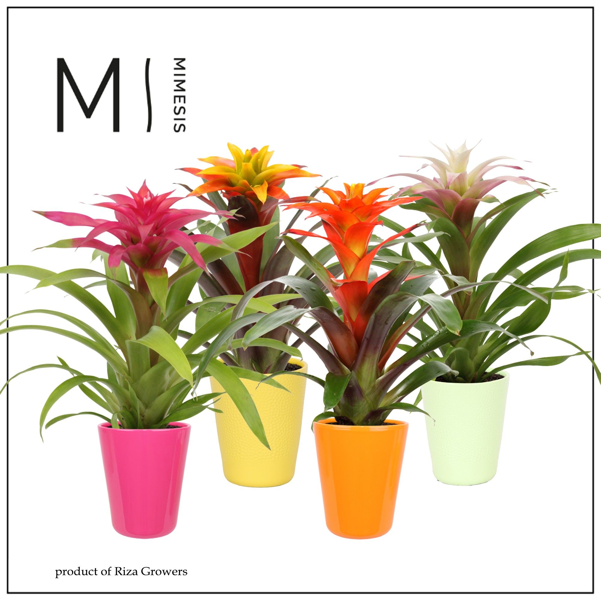 Guzmania Happy - 12cm in Florence | Mimesis, D 12