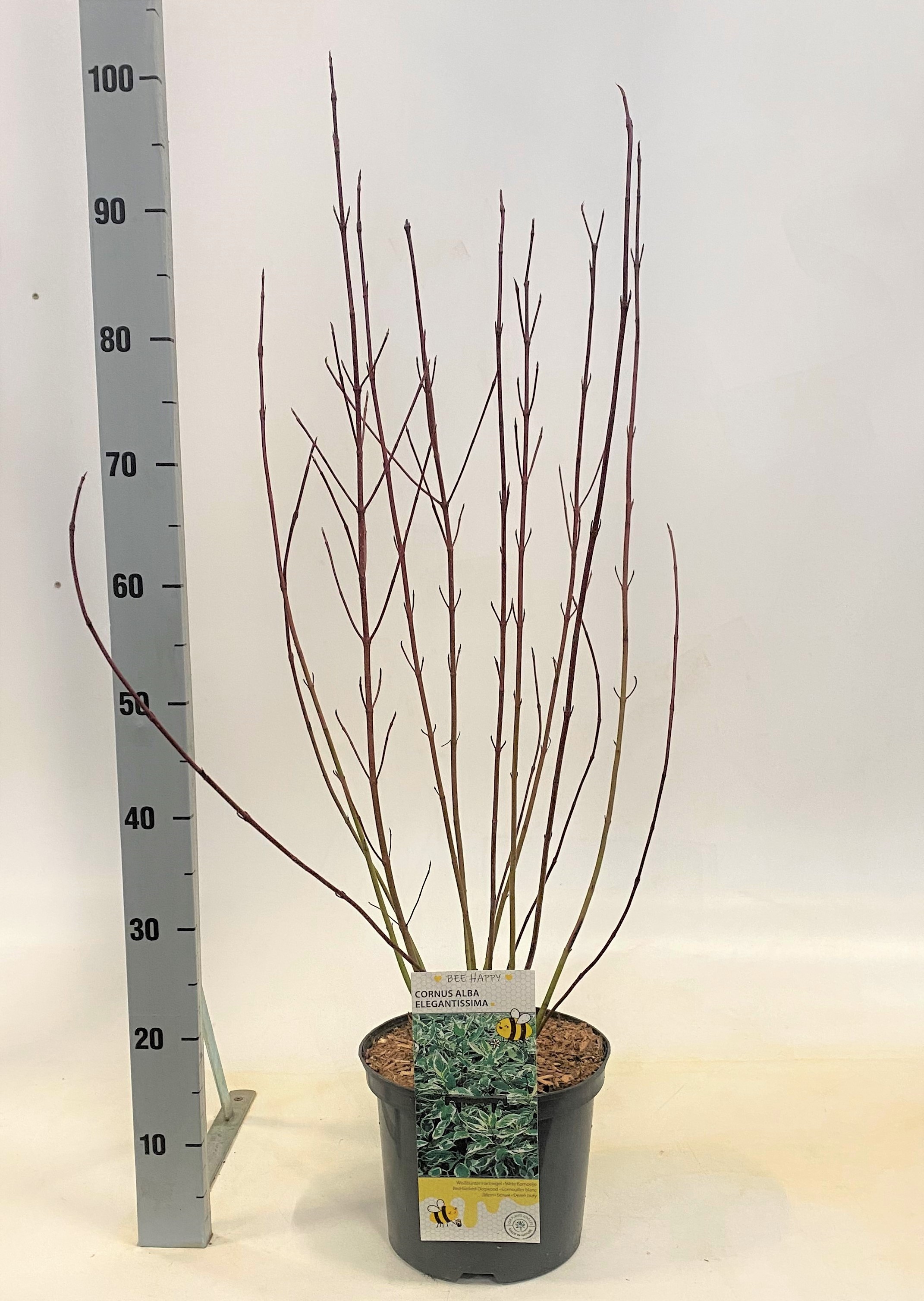 Cornus in Sorten, D 23