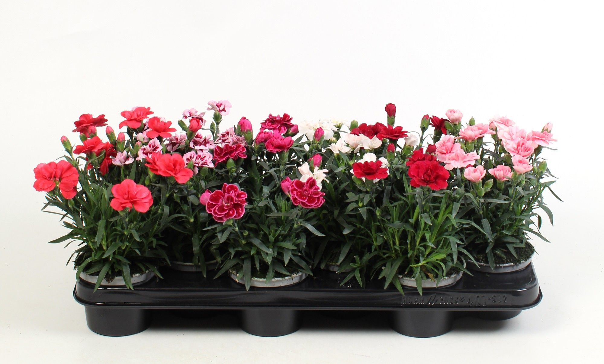 Dianthus mix tray, D 10,5