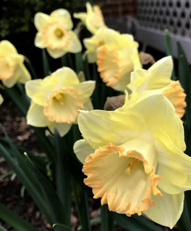 NARCISSUS INCOMPARABILIS 'MARTHA STEWART', D 11