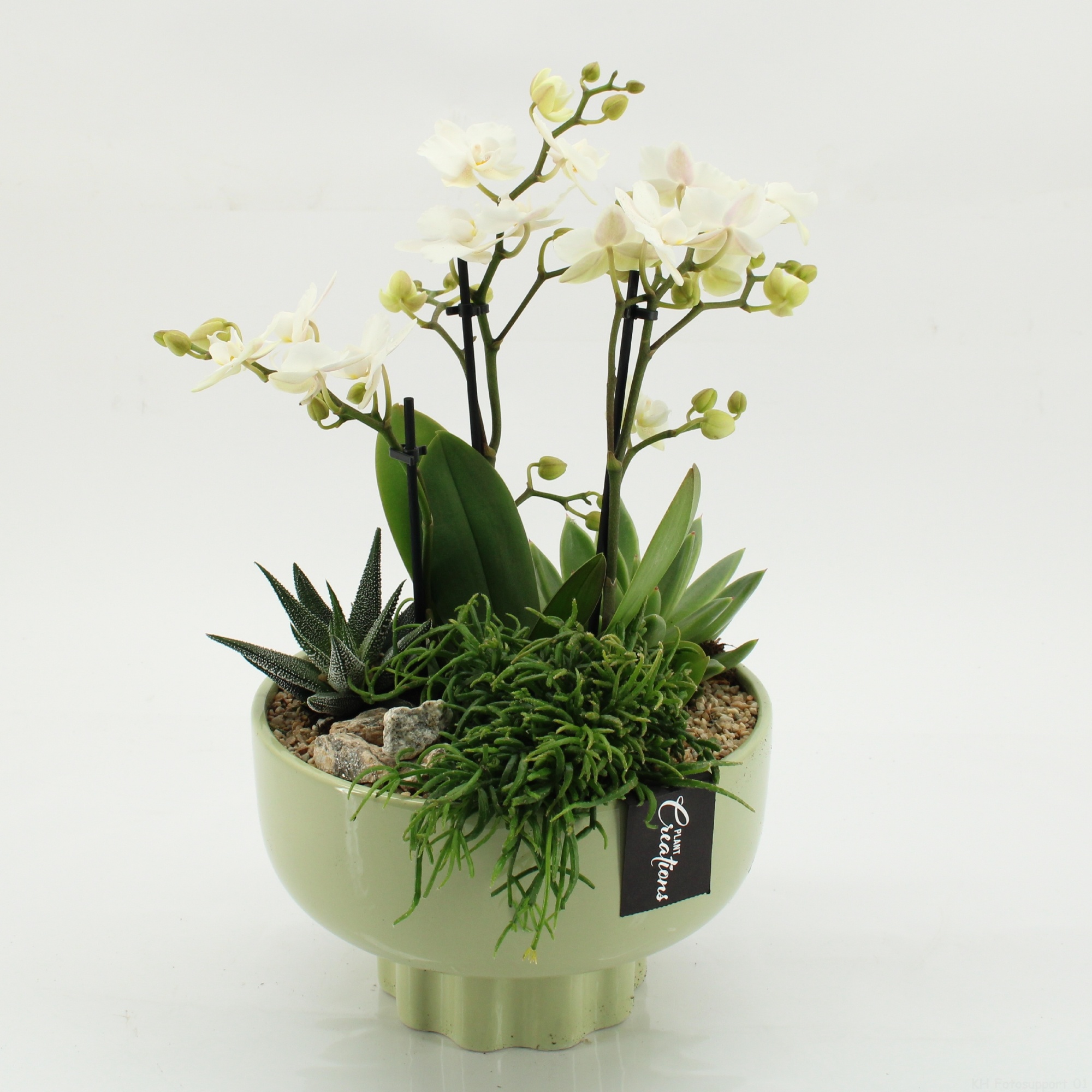 PHAL-2618W Phalaenopsis creatie, D 22