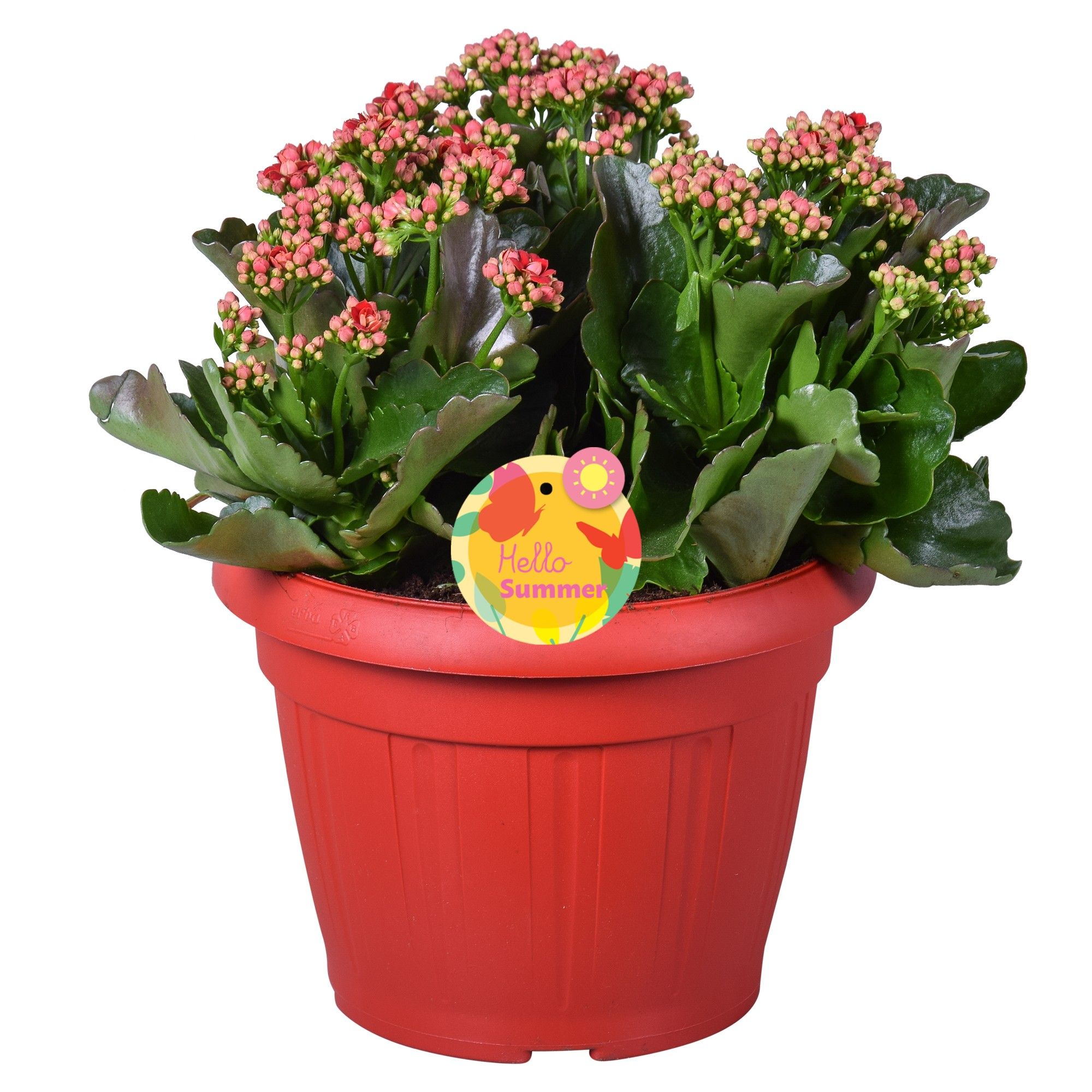 Hello Summer Kalanchoe Blossfeldiana in Patiopot Rood, D 22
